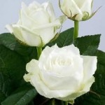 Biała róża