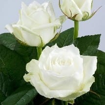 0341c32e651f08396246974346c32bd5