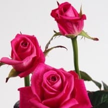 37e5a8cef11ceb7cb3cb8d633214fe88