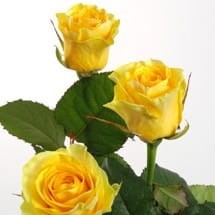94f2746427df4f5e9765ef09d7e2aaa8
