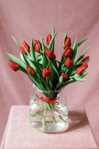 Bukiet czerwonych tulipanów 