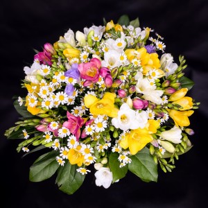 Bukiet kolorowych frezji 