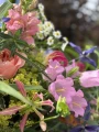 IMG_8388.jpeg